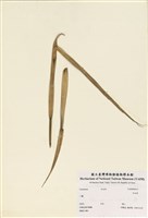 藏品(禾本科)的圖片